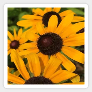 Summer Floral Black Eyed Susan Happy Daisy Retro Flowers Sticker